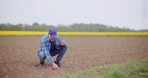 Agronomist Examining Crops And Using Digital Tablet On Field