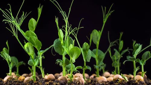 Time-Lapse of Germinating Green Pea Plants Growing