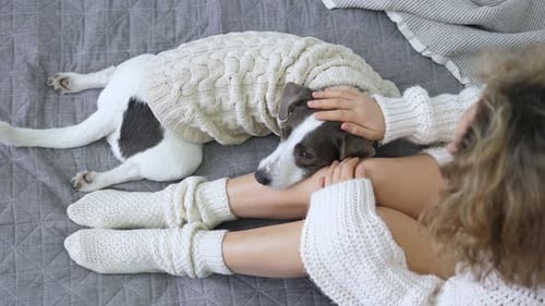 Young Female Legs In Cozy Warm Socks Relaxing In Bed With Dog, Trendy Top View