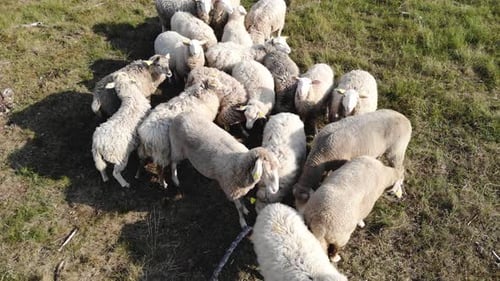 Shot of sheep herd curiously looking up the sky