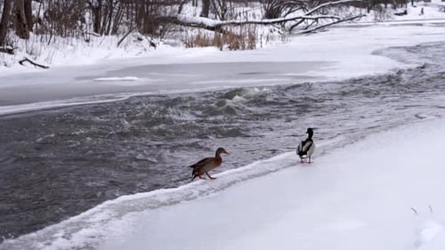 Ente springt in Zeitlupe an die eisige Küste
