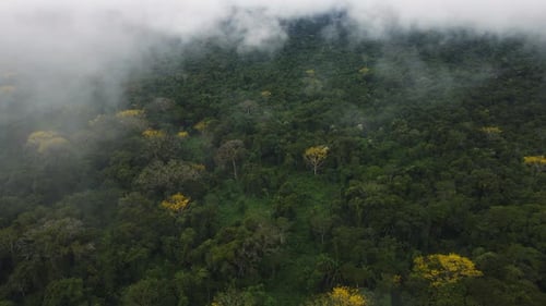 Aerial View of a Lush Jungle Canopy