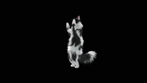 Cat Cheering HD