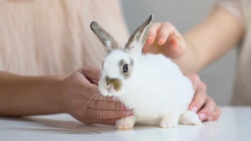 White Rabbit Being Cared For By Two People