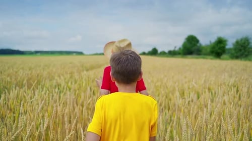 Children playing in wheat field. Brothers running cross the wheat field
