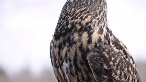 Majestic eagle owl turning head all the way around slow motion
