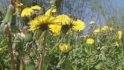 Dandelion 154Slow motion along a blooming dandelion field close.