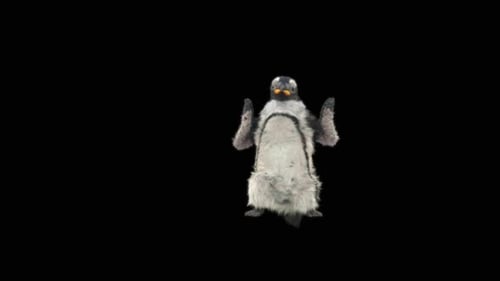 75 Penguin Dancing HD
