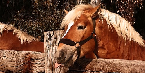 Horses Resting Calmly Behind Wooden Fence