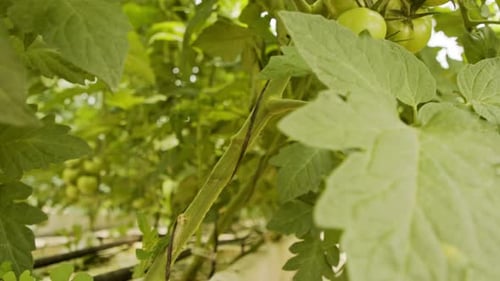 Green Tomato Plants Growing in Greenhouse Environment
