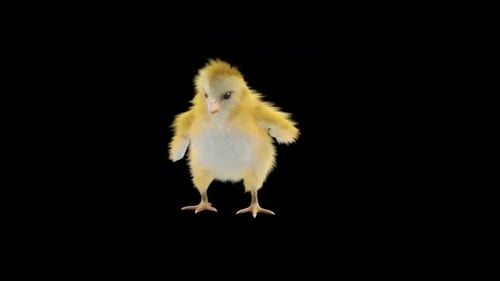 Realistic Baby Chick Walking Loop Animation