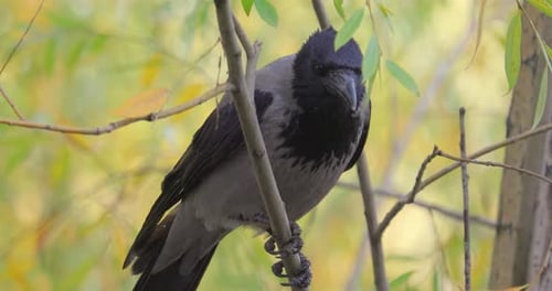 Aaskrähe (Corvus Corone) Schwarzer Vogel auf Ast.