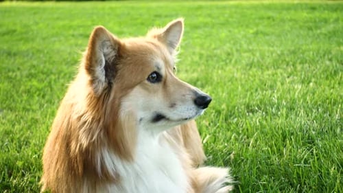 Happy Dog Resting on Sunny Green Lawn