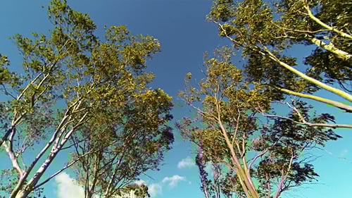 Looking Up While Driving On Road Lined with Trees 02