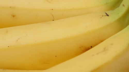 Exotic banana fruit in a row 4K 2160p 30fps UltraHD tilt footage - Musa acuminata and Musa balbisian