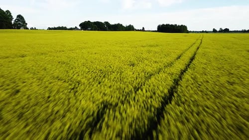 Aerial flight over blooming rapeseed (Brassica Napus) field, flying over yellow canola flowers, idyl