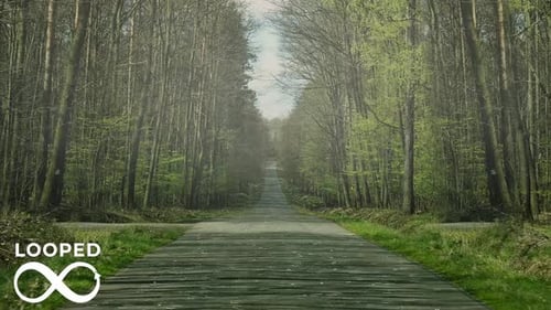Rain Forest Road V2