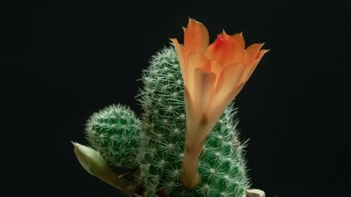 Cactus Flower Blooming