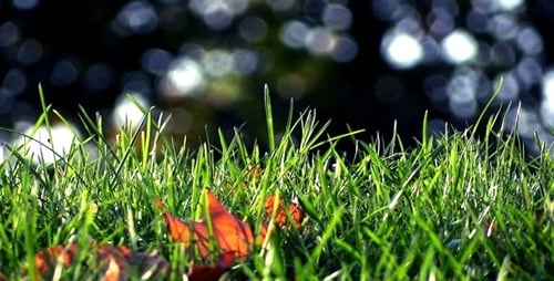 Grass & Forest Bokeh - Loop