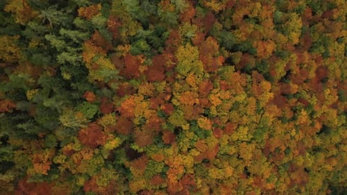 Autumn Forest