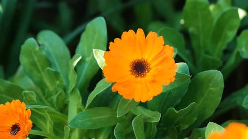 Calendula