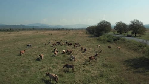 Cattle Herd Grazing in a Green Rural Pasture