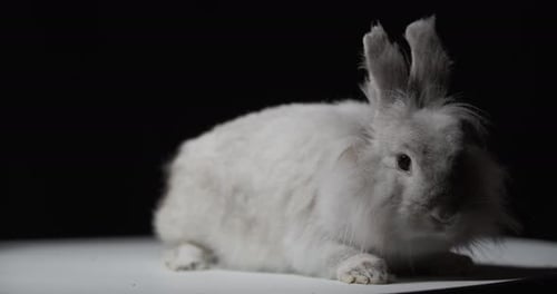 Studio Footage of an Adorable Baby Rabbit with White Fur