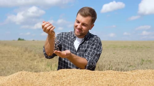 Farmer Inspecting Wheat Crop in Sunny Field