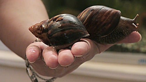 Caracol gigante africano