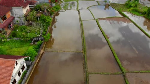 Aerial View of Rice Paddies in Tropical Countryside