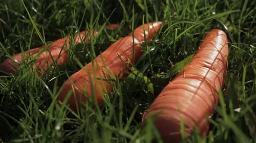 Frische Karotten, die auf dem grünen Gras liegen, frische Ernte