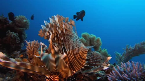 Lionfish Among Colorful Coral Reef in Tropical Waters