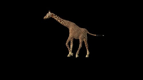Giraffen-Spaziergang