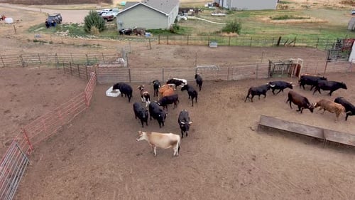 American beef elevated in this drone shot of healthy grass fed ranching.