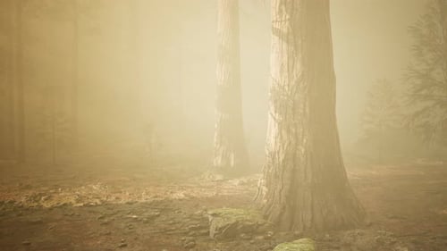 Autumn Forest and Trees in Morning Fog