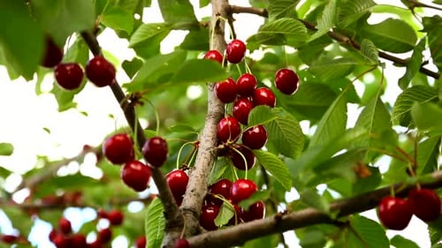 Cherries