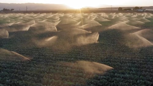 Luftbild über dem aktiven Bewässerungssystem, das die grüne Wiese bei Sonnenuntergang besprüht