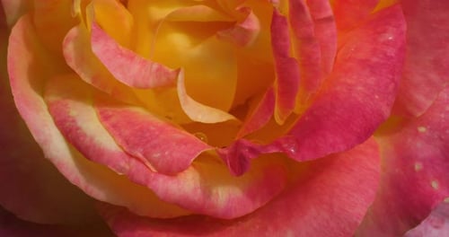 Detail of ornamental fresh roses.