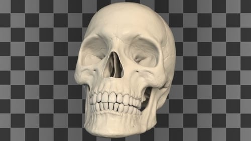 Human Skull Rotating