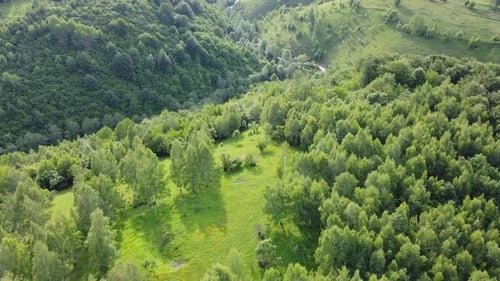 Green Forest From Above V6