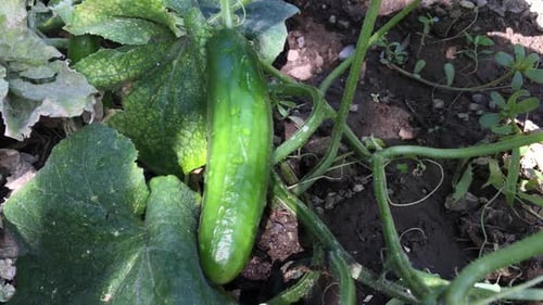 Cucumber