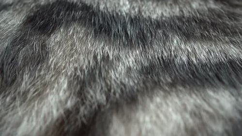 Close Up of Soft Gray Animal Fur