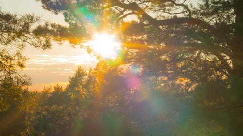 Spring landscape with pine and sun at sunset, time-lapse