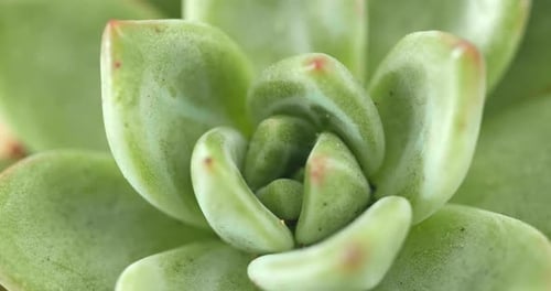 Plante de plantes succulentes vertes