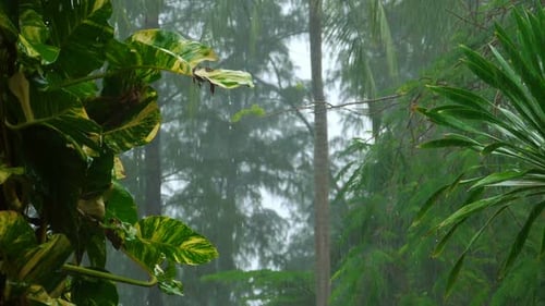 Tropical Downpour,