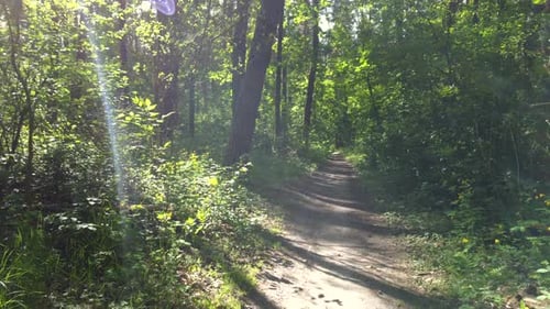Grüner heller Wald