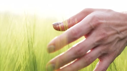 Woman Walks Through a Green Wheat Field and Touches the Ears of Wheat with Her Hands Against the