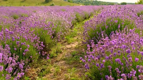 Lavender Blossoms in a Beautiful Background Field