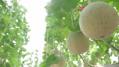 Gros plan de melons qui poussent dans une serre