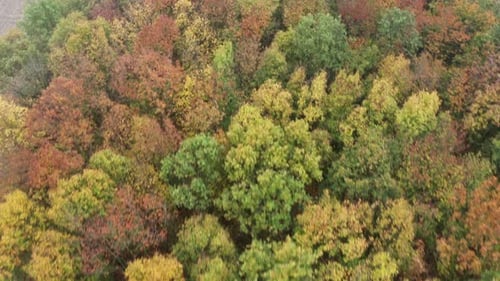 Autumn Forest with Colorful Trees. Aerial View.